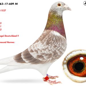 4.DV-01063-17-609 M ♂ Nepot 09-1527 4pr. 2009 9pr. 2010 11pr. 2013 10e AS Vogel Deutschland !!