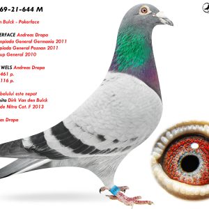 5.DV-01769-21-644 M ♂ Dirk van den Bulck - Pokerface  Nepot POKERFACE Andreas Drapa 1. Nat. Olympiada Germania 2011