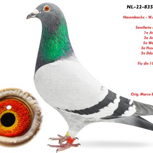 5.NL-22-8355935 M ♂ Fiu din 1852501-14 1e / 213p. 1e / 151p. 1e / 129p. 1e / 134p. Hasendonckx - W.A. de Bruijn