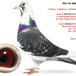 1.RO-18-2066815 M ♂ Bunic la 2022350-23 Toader Florin 1e Judet Prahova Gold Tineret 2024 & 8e Fond Tineret