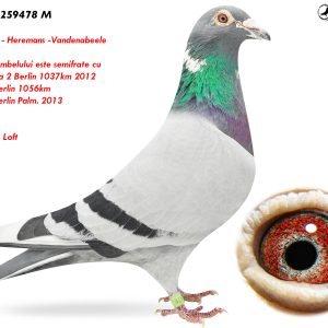 6.RO-18-259478 M ♂ Eijerkamp - Heremans -Vandenabeele Tatal porumbelului este semifrate cu Loc 6 zona 2 Berlin 1037km 2012