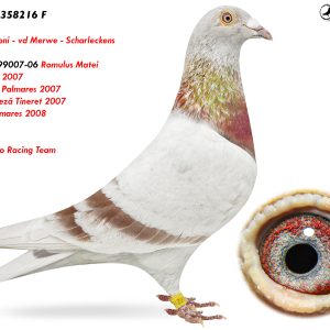 7.RO-19-358216 F ♀ Eros Carboni - vd Merwe - Scharleckens  Nepoata 99007-06 Romulus Matei  1e Viteză 2007 1e Viteză Palm.