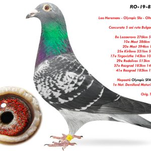 9.RO-19-836605 F ♀ Concurata 5 ani ruta Bulgaria-Grecia !!!8e Lozaerovo 276km 5252p. 2022 10e Most 386km 903p.