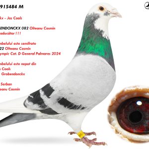 1.RO-19-915484 M ♂ Nepot HASENDONCKX 082 Olteanu Cosmin Super Reproducător Linie Speedy Jos Cools