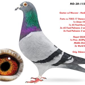 RO-20-1158706 M ♂ Frate cu 7083-17 Stanescu + Dobre 1e Uman 556km 6467 1e AS Fond Bucuresti 2020