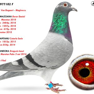 8.RO-21-977102 F ♀ Nepoata PANDORA Dragusin Ionut 1e Nat. AS Maraton Palm 2 ani 2016 & AMAZOANA Berar Daniel 1e Nat. AS  Maraton 2018