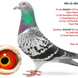 2.RO-22-3022293 M ♂ Fiu din 4066651-17 Toader Florin Super Reproducator ! ! 1e AS Fond Maturi Prahova 2020 1e Fond