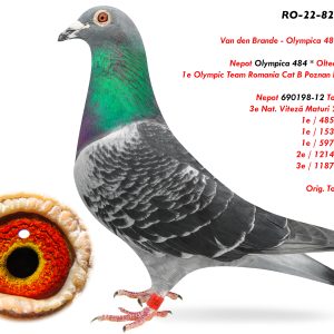 8.RO-22-826777 M ♂ Nepot Olympica 484 * Olteanu Cosmin  Nepot 690198-12 Toader Florin 3e Nat. Viteză Maturi 2014