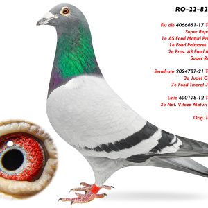 3.RO-22-826951 M ♂ Fiu din 4066651-17 Super Reproducator ! 1e AS Fond Maturi Prahova 2020