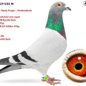 9.RO-23-271255 M ♂ Koenders - Hardy Kruger - Vandenabeele Tatal porumbelului este nepot 974267-22 Racolta Sorin 1e AS 1095p.RGP