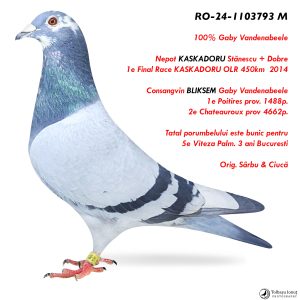 4.RO-24-1103793 M ♂ Nepot KASKADORU Stănescu + Dobre  1e Final Race KASKADORU OLR 450km  2014