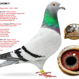 6.RO-24-24380 F ♀ Consangvina * 020011-20 *  1e Lot Olympic Cat. A Viteză Palmares 2 ani 2022 1e National FCPR Viteză Palmares