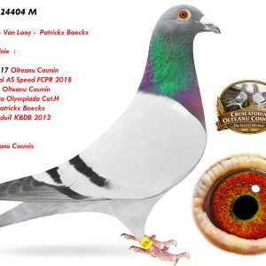 RO-24-24404 M ♂ Linie 9009147-17 Olteanu Cosmin  2e National AS Speed FCPR 2018 19033-19 Olteanu Cosmin Participanta Olympiada Cat.H