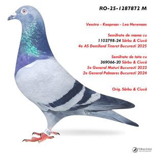 8.RO-25-1287872 M ♂ Semifrate de mama cu  1103798-24 Sârbu & Ciucă 4e AS Demifond Tineret Bucuresti 2025