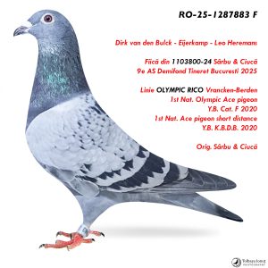 9.RO-25-1287883 F ♀ Linie OLYMPIC RICO Vrancken-Berden 1st Nat. Olympic Ace pigeon  Y.B. Cat. F 2020