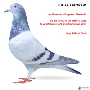 2 .RO-25-1287895 M ♂ Fiu din 1103798-24 Sârbu & Ciucă 4e AS Demifond Tineret Bucuresti 2025 Leo Heremans - Koopman