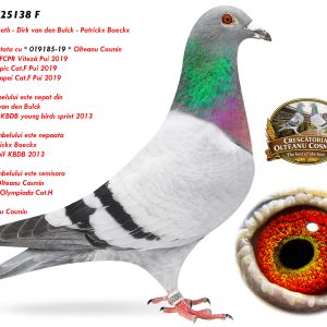 2.RO-25-25138 F ♀ Semisoră de tata cu * 019185-19 * Olteanu Cosmin  1e National FCPR Viteză Pui 2019 2e Lot Olympic Cat.F Pui 2019
