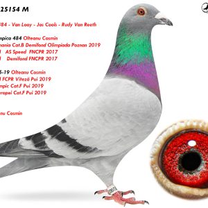 8.RO-25-25154 M ♂ Olympica 484 - Van Looy - Jos Cools - Rudy Van Reeth Nepot Olympica 484 Olteanu Cosmin 1e Lot. Romania Cat.B