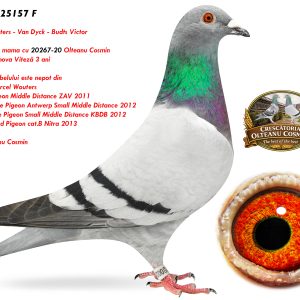 RO-25-25157 F ♀ Semisora de mama cu 20267-20 Olteanu Cosmin  3e Jud. Prahova Viteză 3 ani  Marcel Wouters - Van Dyck - Budts Victor