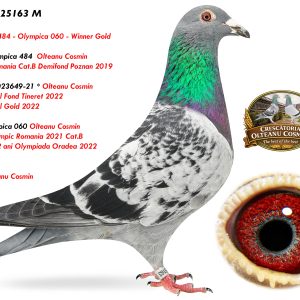 7.RO-25-25163 M ♂ Nepot * 2023649-21 * Olteanu Cosmin  1e National Fond Tineret 2022 1e National Gold 2022 & Nepot Olympica 484