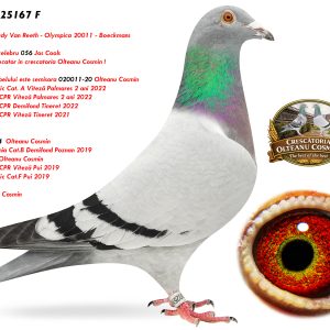 8.RO-25-25167 F ♀  Nepoata din celebru 056 Jos Cools  Super reproducator in crescatoria Olteanu Cosmin ! Linie Olympica 20011-20