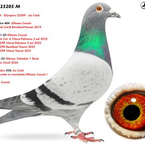 1.RO-25-25205 M ♂ Nepot a 3 porumbei olimpici Olympica 484 , Olympica 20011 , Olympica 22269 Nepot din celebru 056 Jos Cools