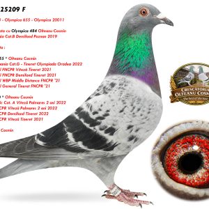 1.RO-25-25209 F ♀ Semisoră Olympica 484 Olteanu Cosmin  1e Lot. Romania Cat.B Demifond Poznan 2019 & Nepoată Olympica 655
