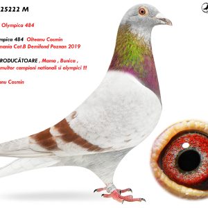 RO-25-25222 M ♂ Van Looy - Olympica 484 Nepot Olympica 484 Olteanu Cosmin 1e Lot. Romania Cat.B Demifond Poznan 2019