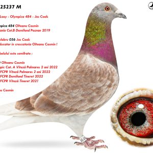 2.RO-25-25237 M ♂ Nepot Olympica 484 Olteanu Cosmin 1e Lot. Romania Cat.B Demifond Poznan 2019 Nepot din celebru 056 Jos Cools