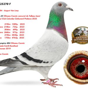 9.RO-25-25270 F ♀ Nepoata Olympica 484 Olteanu Cosmin 1e Lot. Romania Cat.B Demifond Olimpiada Poznan 2019  August Van Looy