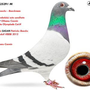 7.RO-25-25291 M ♂ Patrickx Boeckx - Boeckmans Tatal porumbelului este semifrate 19033-19 Participanta Olympiada Cat.H