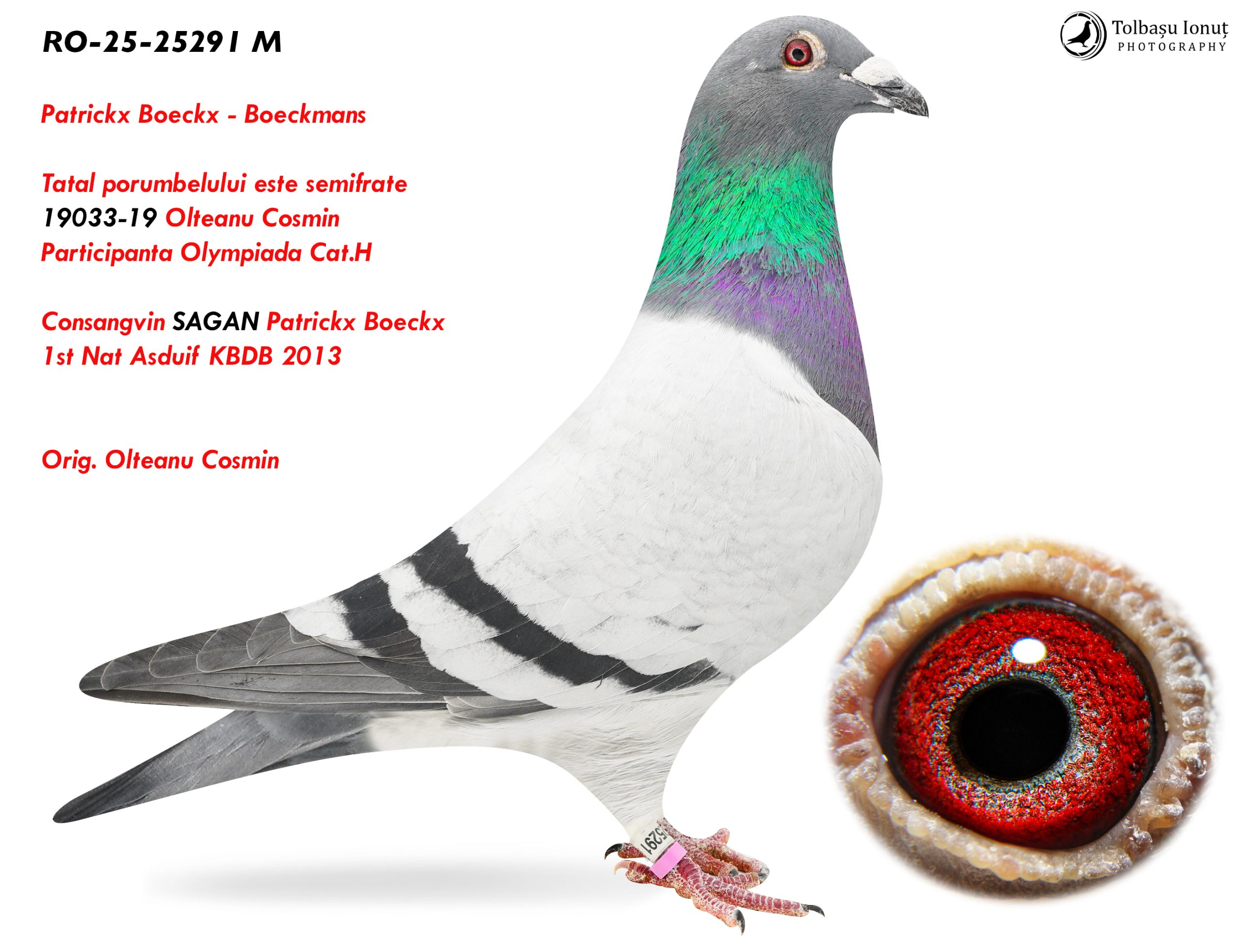 7.RO-25-25291 M ♂ Patrickx Boeckx - Boeckmans Tatal porumbelului este semifrate 19033-19 Participanta Olympiada Cat.H