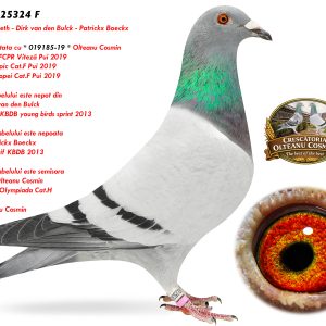 4.RO-25-25324 F ♀ Semisoră de tata cu * 019185-19 * Olteanu Cosmin 1e National FCPR Viteză Pui 2019 2e Lot Olympic Cat.F Pui 2019