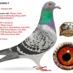 RO-25-25342 F ♀ Nepoata Olympica 484  Olteanu Cosmin  1e Lot. Romania Cat.B Demifond Poznan 2019 SUPER REPRODUCATOARE !!!