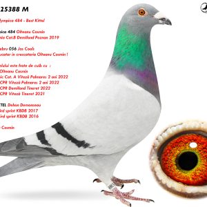 5.RO-25-25388 M ♂ Tatal porumbelului este frate de cuib cu : 020011-20 Olteanu Cosmin 1e Lot Olympic Cat. A Viteză Palmares 2 ani 2022