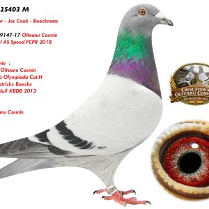 RO-25-25403 M ♂ Budts Victor - Jos Cools - Boeckmans   Nepot 9009147-17 Olteanu Cosmin  2e National AS Speed FCPR 2018 Linie SAGAN