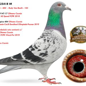 RO-25-25418 M ♂ Nepot 9009147-17 Olteanu Cosmin  2e National AS Speed FCPR 2018 Nepot Olympica 484 Olteanu Cosmin