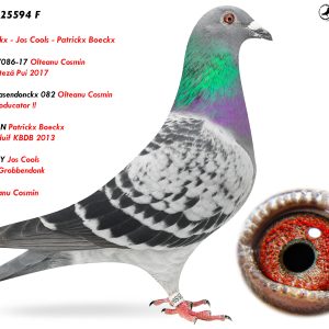 9.RO-25-25594 F ♀ Nepoata Hasendonckx 082 Olteanu Cosmin Super Reproducator !! Linie SPEEDY Jos Cools 1e AsDuif Grobbendonk