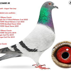 RO-25-25608 M ♂ Tatal porumbelului este semifrate : 019185-19 Olteanu Cosmin 1e National FCPR Viteză Pui 2019 2e Lot Olympic