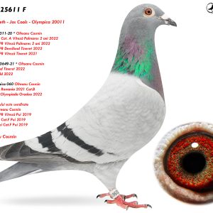 3.RO-25-25611 F ♀ Nepoata a 2 porumbei olimpici Olympica 20011 & Olympica 060 Nepoata * 2023649-21 * 1e National Fond Tineret 2022