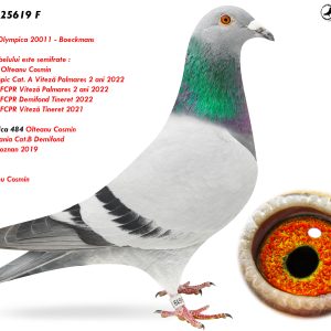 RO-25-25619 F ♀ Tatal porumbelului este semifrate : 020011-20 Olteanu Cosmin 1e Lot Olympic Cat. A Viteză Palmares 2 ani 2022