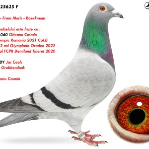 6.RO-25-25625 F ♀ Nepoată Olympica 060 Olteanu Cosmin 3e Lot Olympic Romania 2021 Cat.B Linie SPEEDY Jos Cools 1e AsDuif Grobbendonk