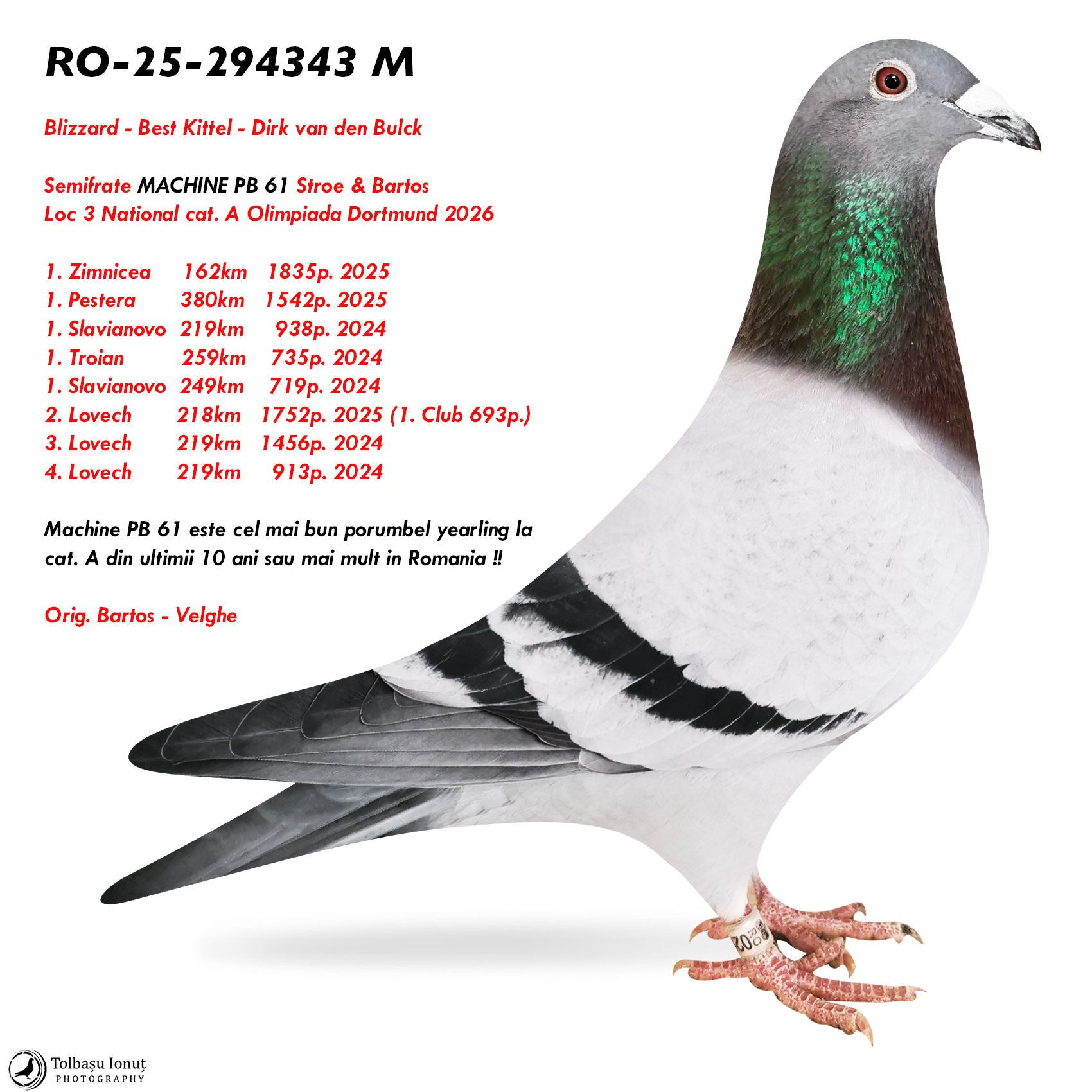 1.RO-25-294343 M ♂ Semifrate MACHINE PB 61 Stroe & Bartos Loc 3 National cat. A Olimpiada Dortmund 2026 6 x Locuri 1