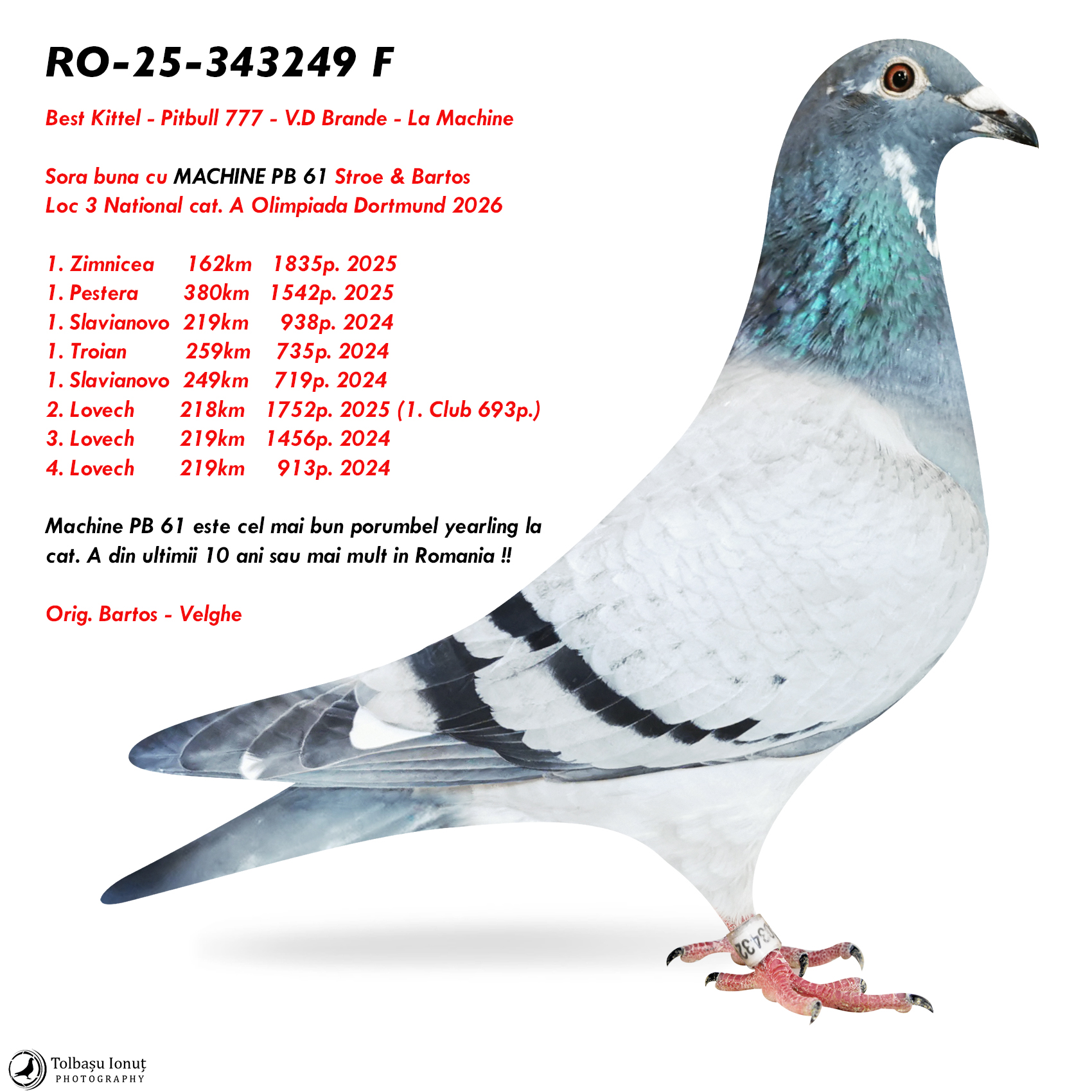 2.RO-25-343249 F ♀ Sora cu MACHINE PB 61 Stroe & Bartos Loc 3 National cat. A Olimpiada Dortmund 2026 6 x Locuri de 1