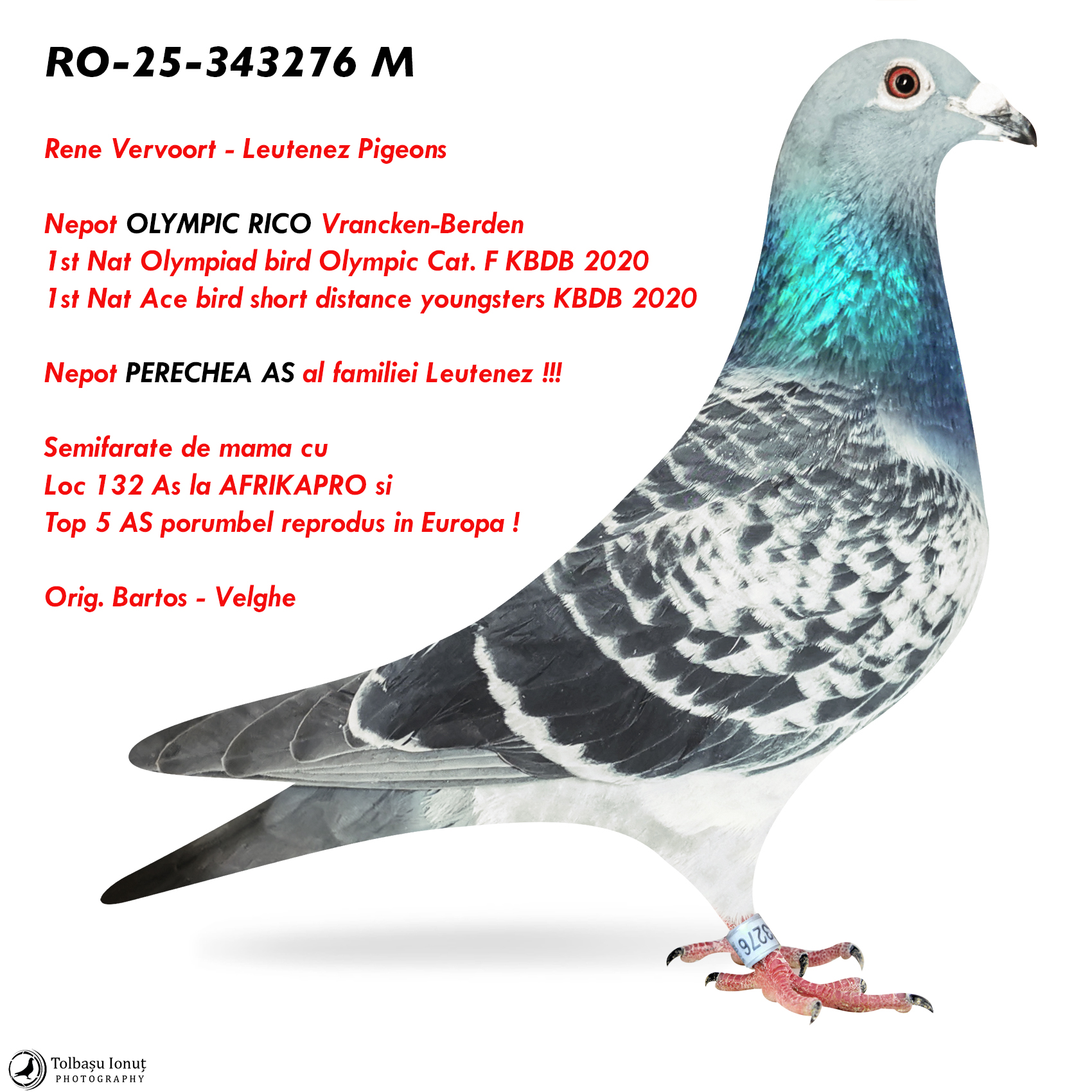 6.RO-25-343276 M ♂ Nepot OLYMPIC RICO 1st Nat Olympiad bird Olympic Cat. F KBDB 2020 Nepot PERECHEA AS al familiei Leutenez !!!