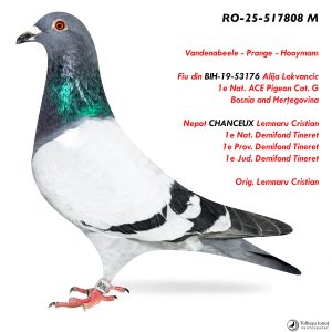 3.RO-25-517808 M ♂ Fiu din BIH-19-53176 Alija Lokvancic 1e Nat. ACE Pigeon Cat. G  Nepot CHANCEUX   1e Nat. Demifond Tineret
