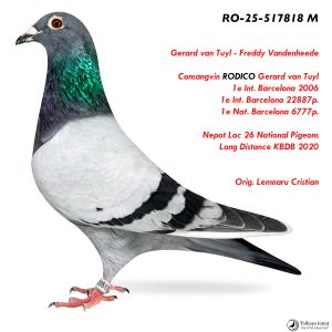 5.RO-25-517818 M ♂ Consangvin RODICO Gerard van Tuyl 1e Int. Barcelona 2006 1e Int. Barcelona 22887p. 1e Nat. Barcelona 6777p.