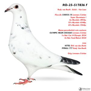 4.RO-25-517836 F ♀ Fiica din 538003-18 Lemnaru Cristian  Super Zburatoare ! Mama porumbelului este semisora cu 1e Nat. Cat. H Olympic 2024