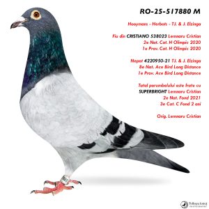 2.RO-25-517880 M ♂ Fiu din CRISTIANO 538023 Lemnaru Cristian  2e Nat. Cat. H Olimpic 2020 1e Prov. Cat. H Olimpic 2020 Linie SUPERBRIGHT