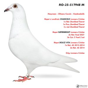 1.RO-25-517948 M ♂ Nepot si semifrate CHANCEUX Lemnaru Cristian  1e Nat. Demifond Tineret  1e Prov. Demifond Tineret Nepot SUPERBRIGHT